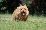 NORWICH TERRIER 092